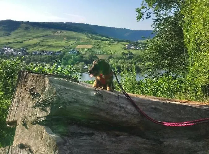 Casa de hóspedes Historischer Winzerverein Boutique 3*